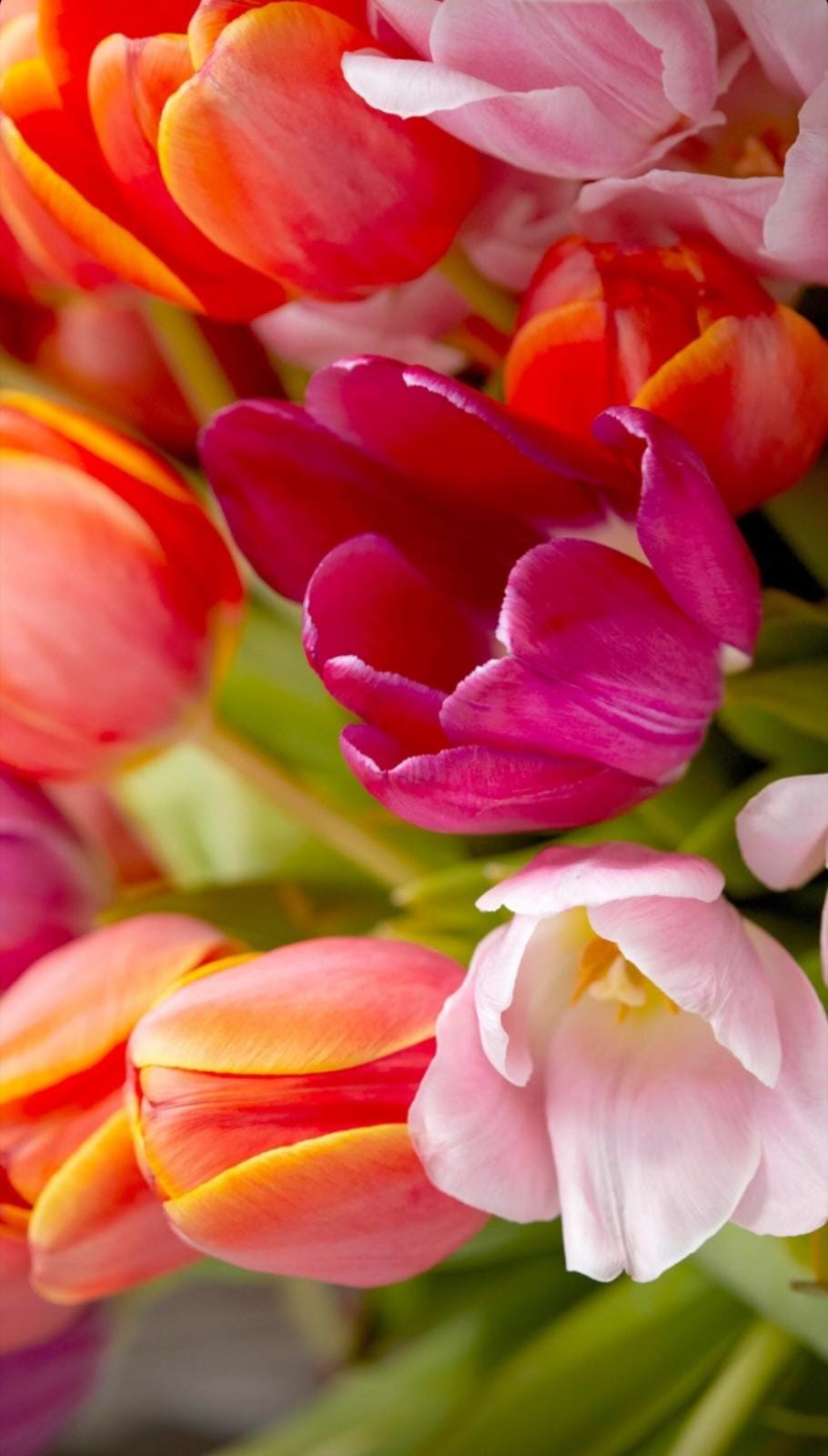 Spring Tulips Greeting Card - Printable Digital Download - WyldeHavenCo