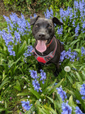 Happy Dog in Bluebells Greeting Card - Printable Digital Download - WyldeHavenCo