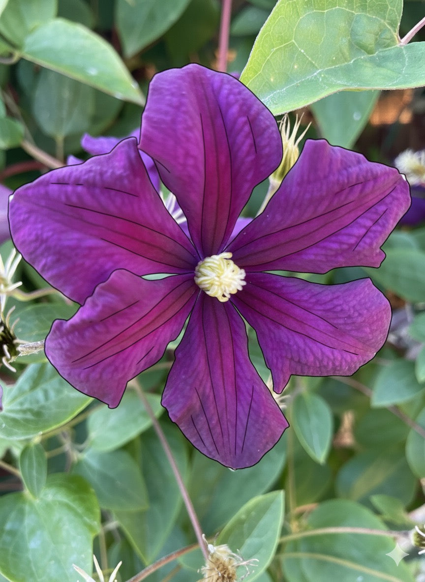 Purple Clematis Greeting Card - Printable Digital Download - WyldeHavenCo