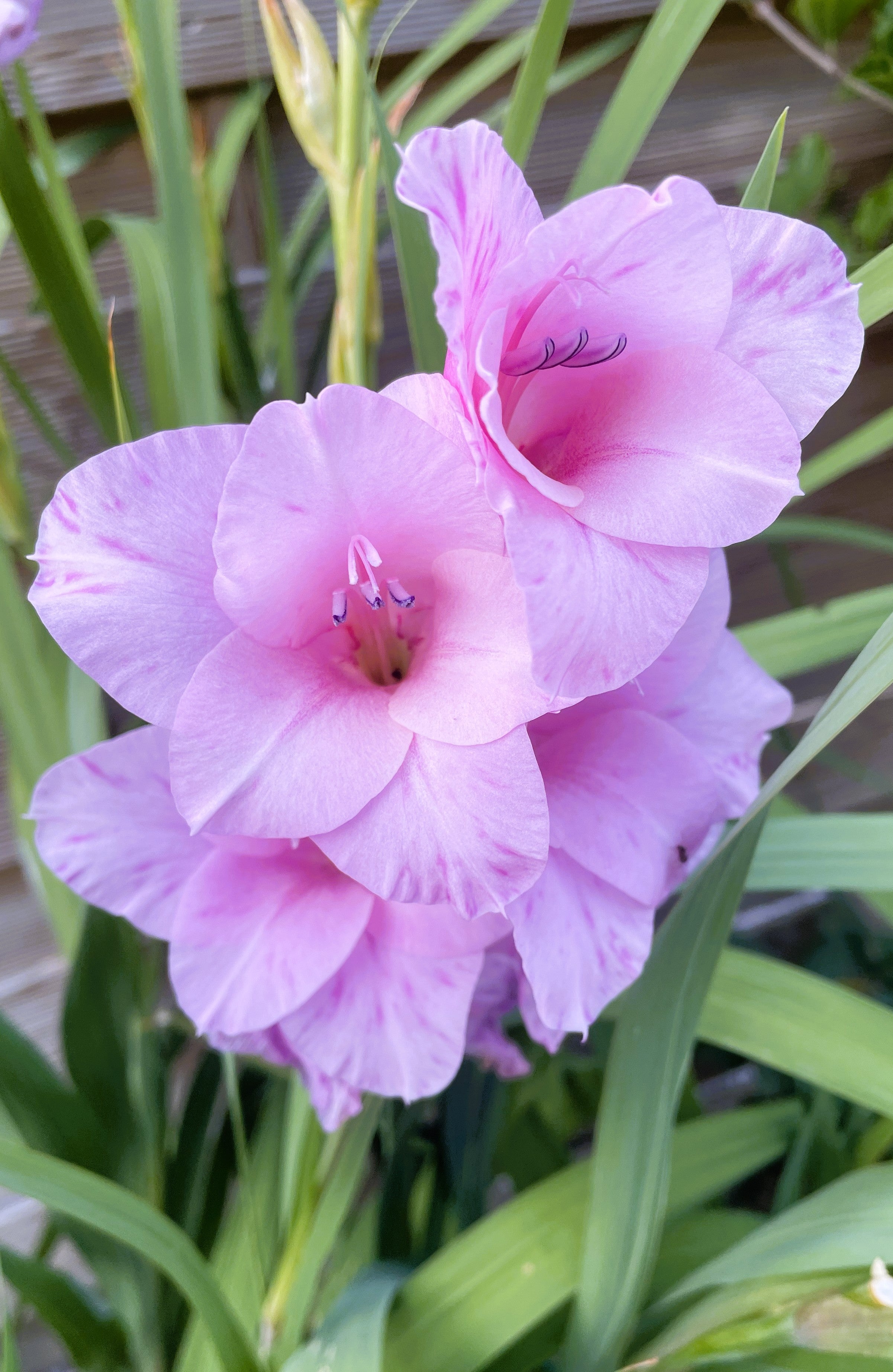 Pink Gladiolus Greeting Card - Printable Digital Download - WyldeHavenCo