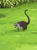 Coati in the Grass Greeting Card - Printable Digital Download - WyldeHavenCo